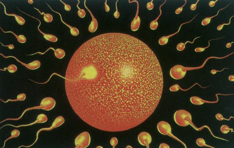 国内借卵试管代怀指南-国内借卵试管代怀指南大揭秘